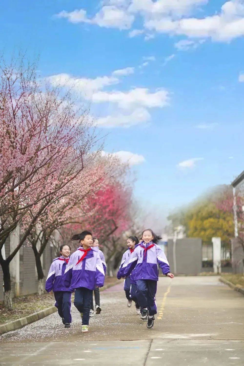 雅彩彩票苹果版
:春来香雪海，看这片盛开两千多年的梅花，还有苏州“最香”的校园