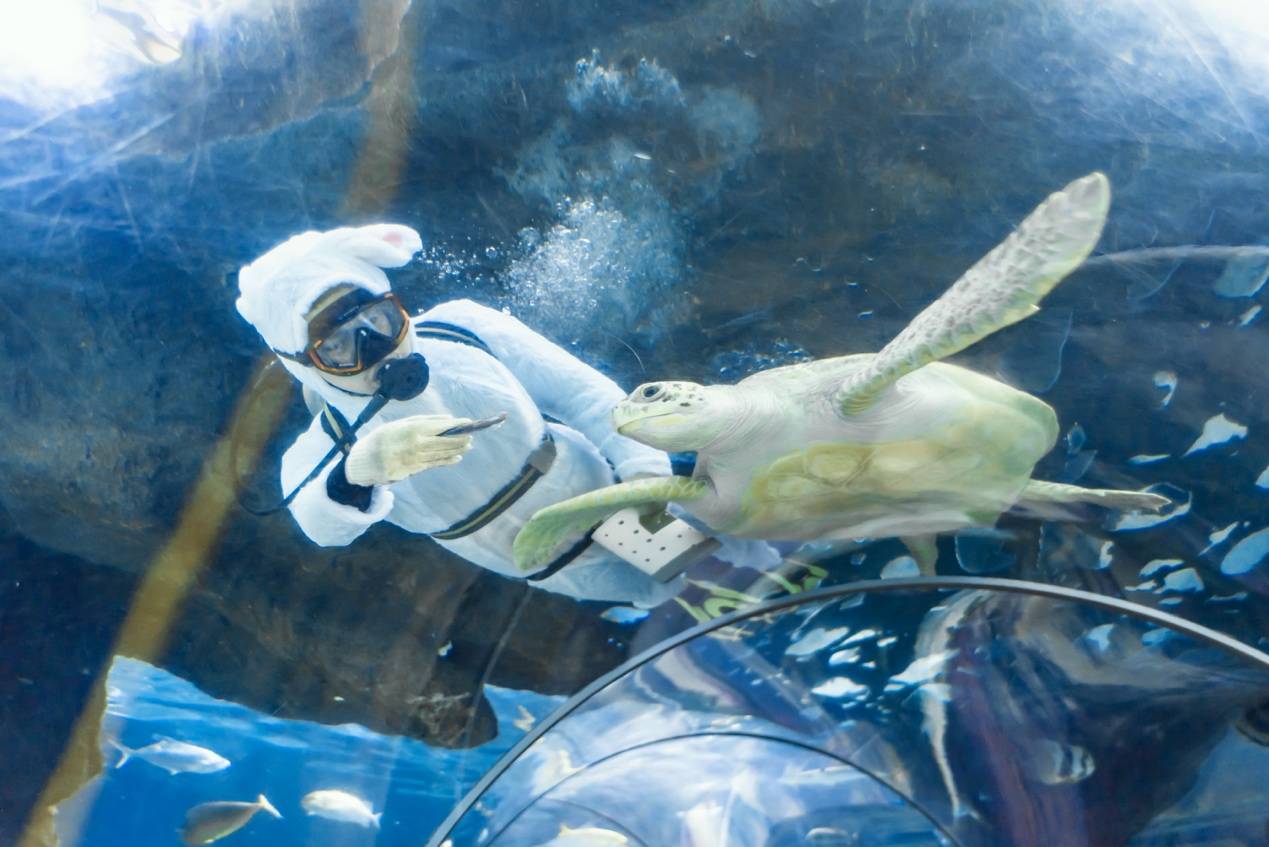 萌兔直播苹果版
:长沙潜水员化身萌兔，上演海底版“龟兔赛跑”