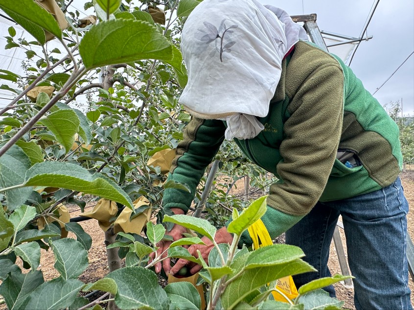 小苹果吸毒版小苹果筷子兄弟-第1张图片-太平洋在线下载