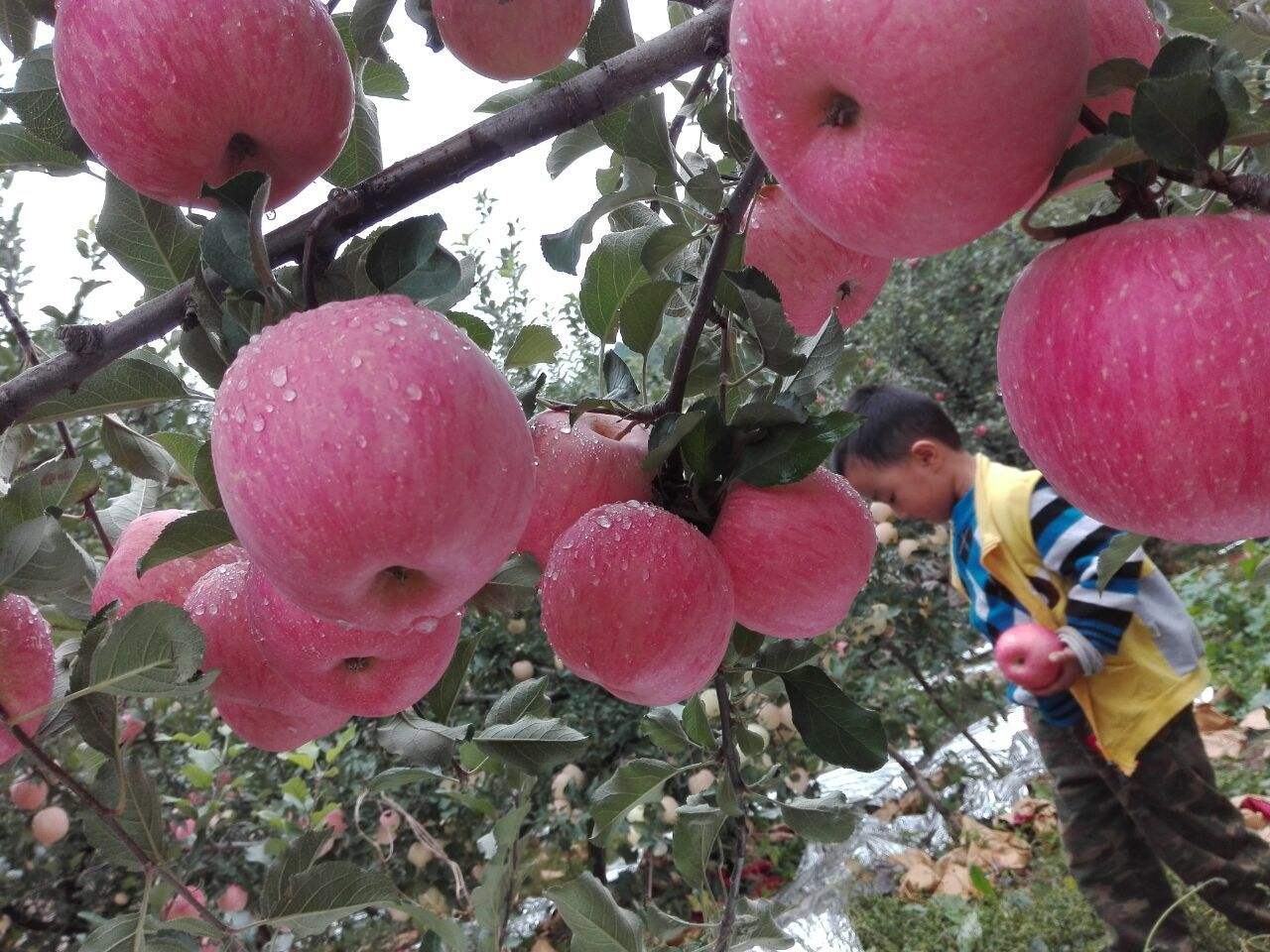 红苹果青春版红苹果家具官网400电话-第2张图片-太平洋在线下载