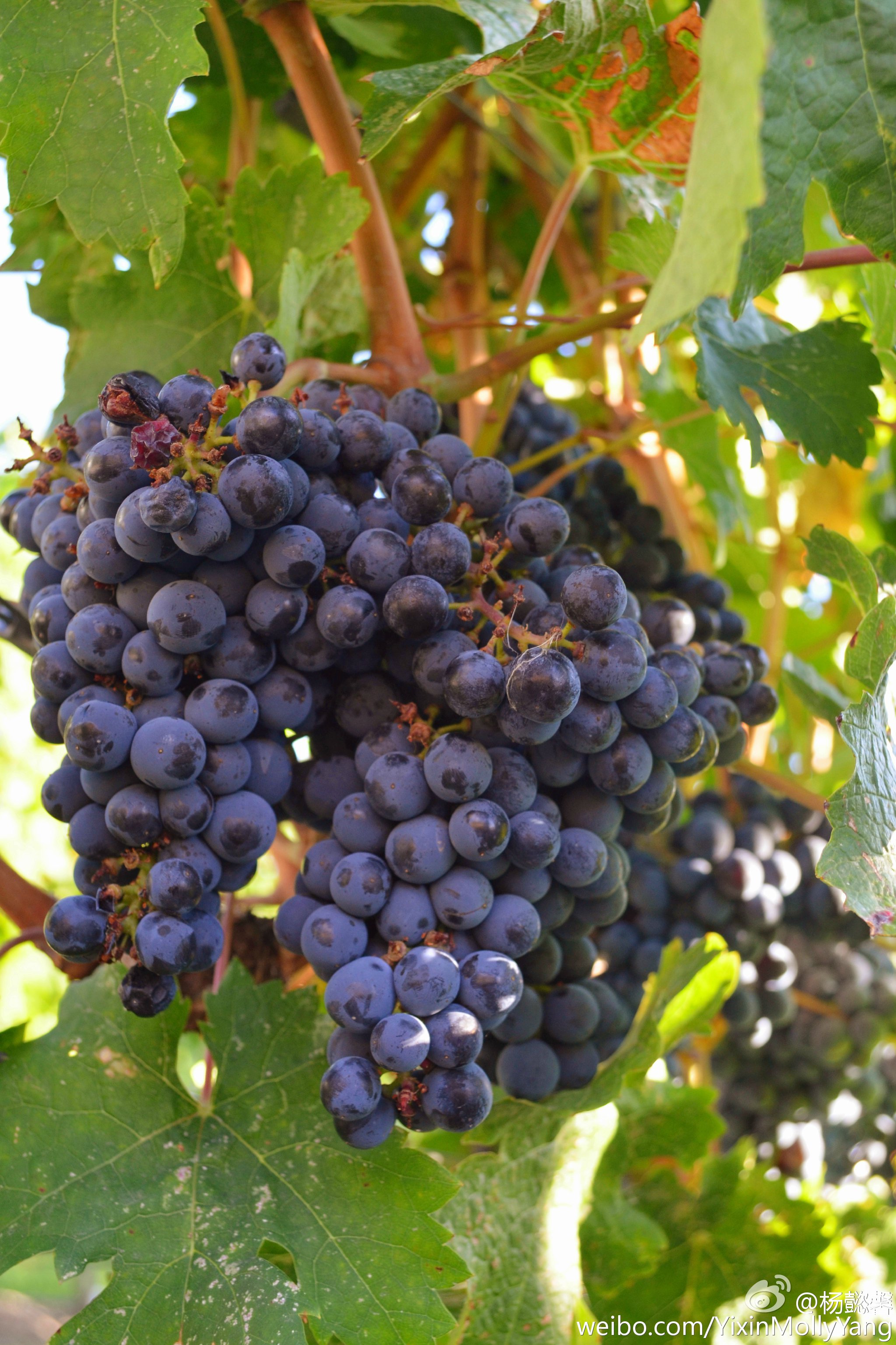 wine魔兽客户端wine官网中国官网-第2张图片-太平洋在线下载